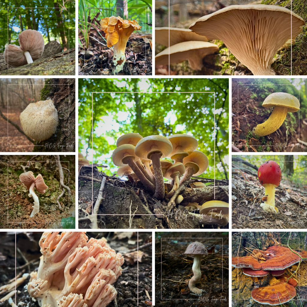 Hikes Of Georgia Fungi Friday 