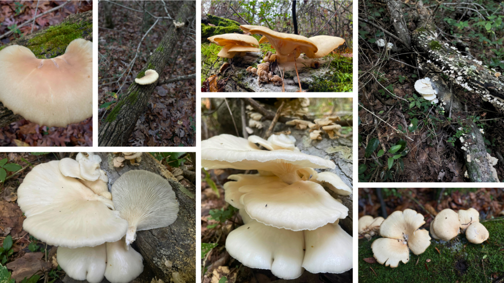 Hikes of georgia Oyster mushroom Collage