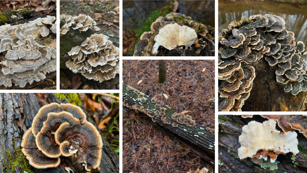 Trametes versicolor Hikes Of Georgia Turkey tail mushroom collage