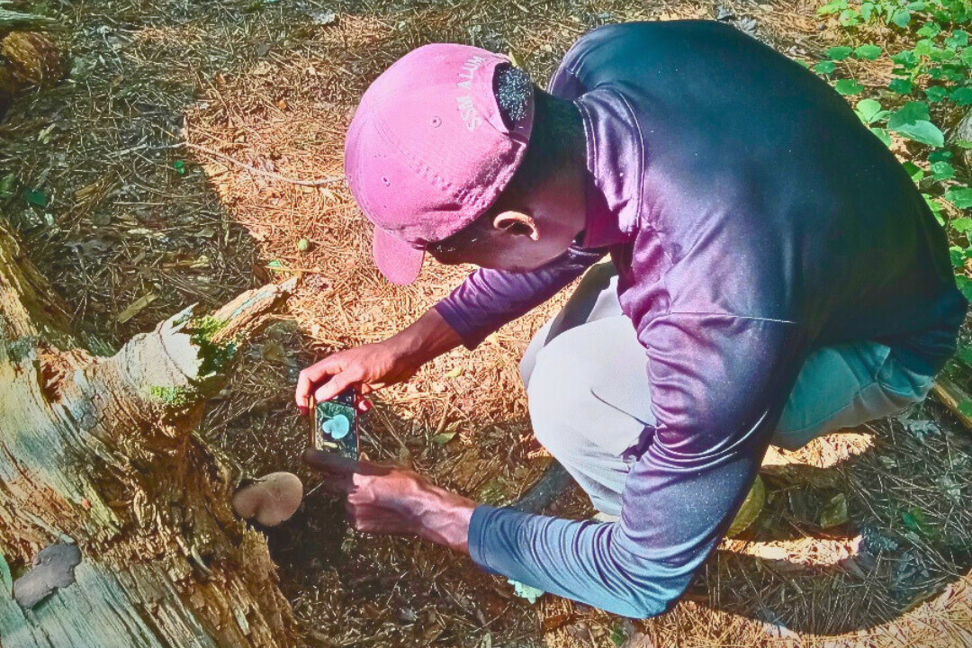 Hikes of Georgia fungi identification and foraging support