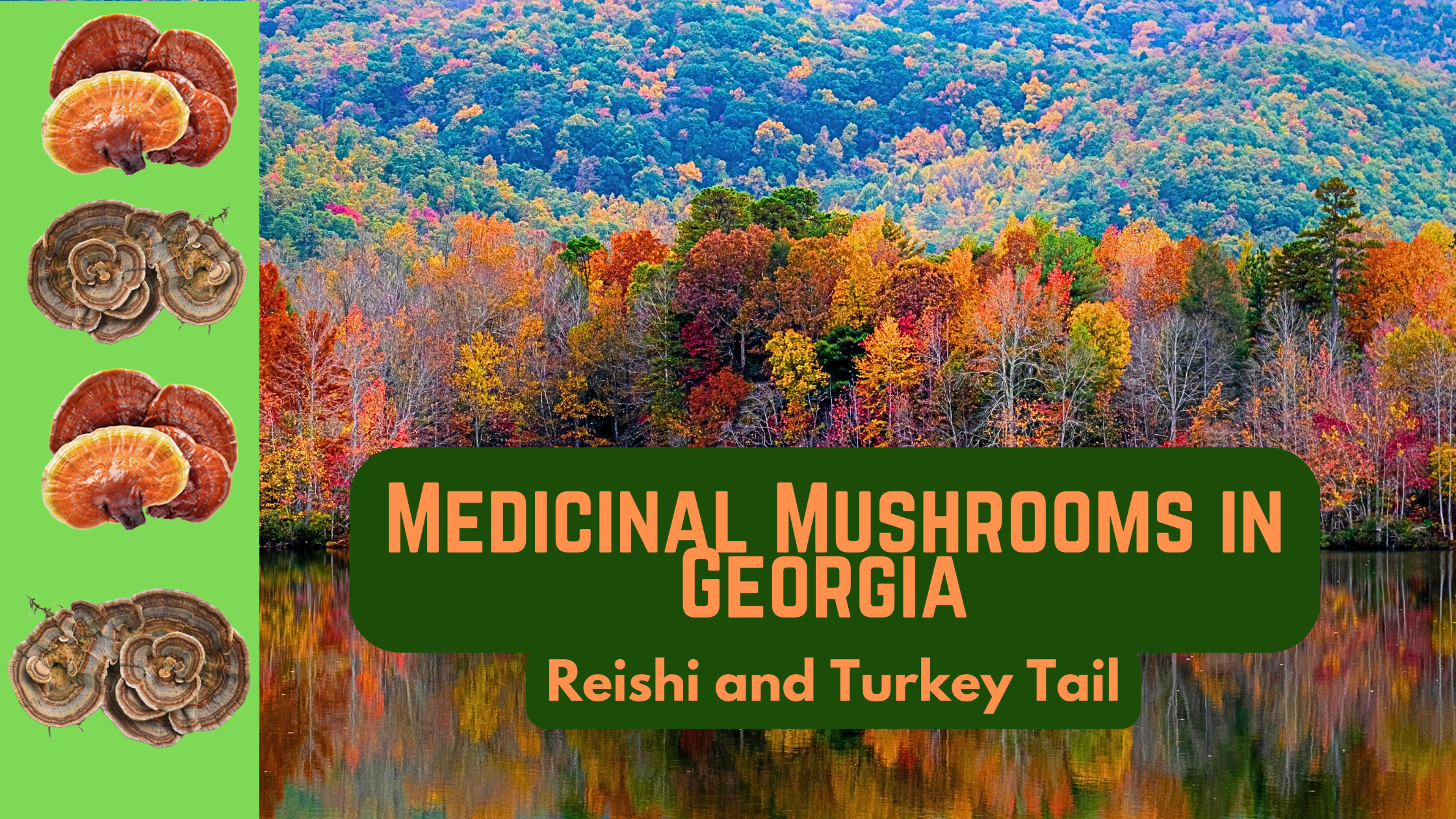 Foraging for Medicinal Mushrooms in Georgia: Part 1 – Reishi and Turkey Tail