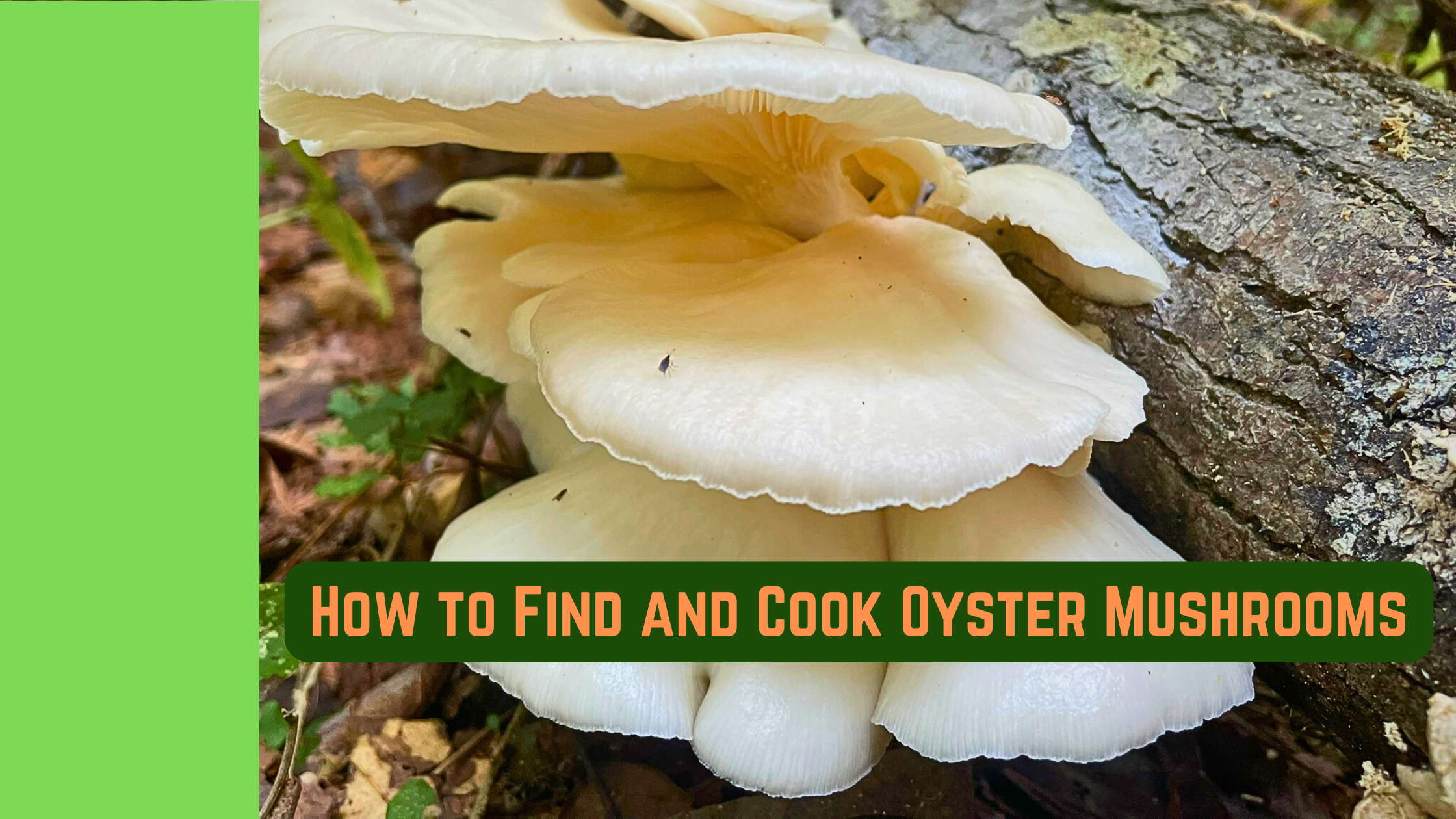 Foraging in Georgia: How to Find and Cook Oyster Mushrooms