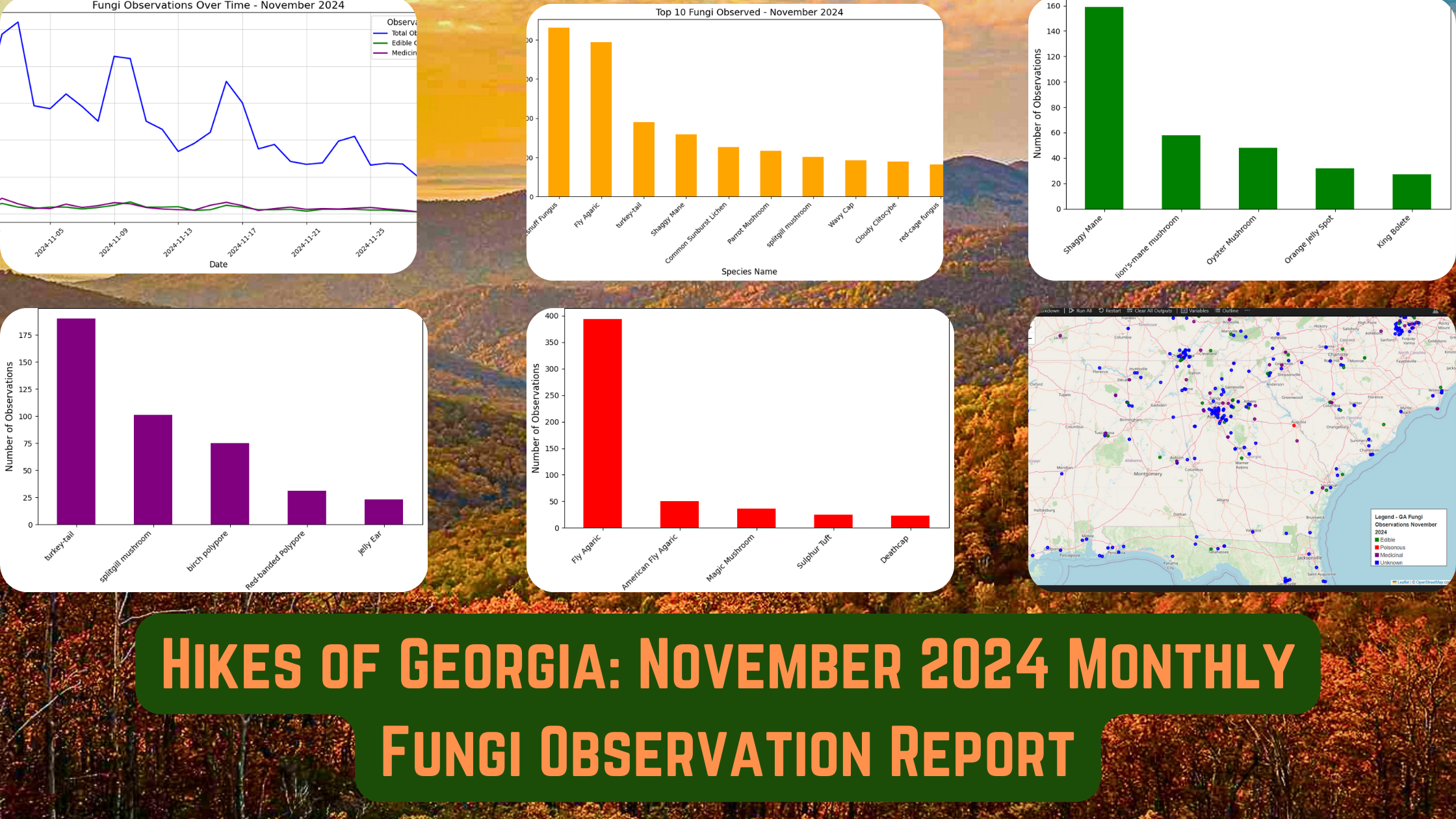 Hikes of Georgia: November 2024 Monthly Fungi Observation Report